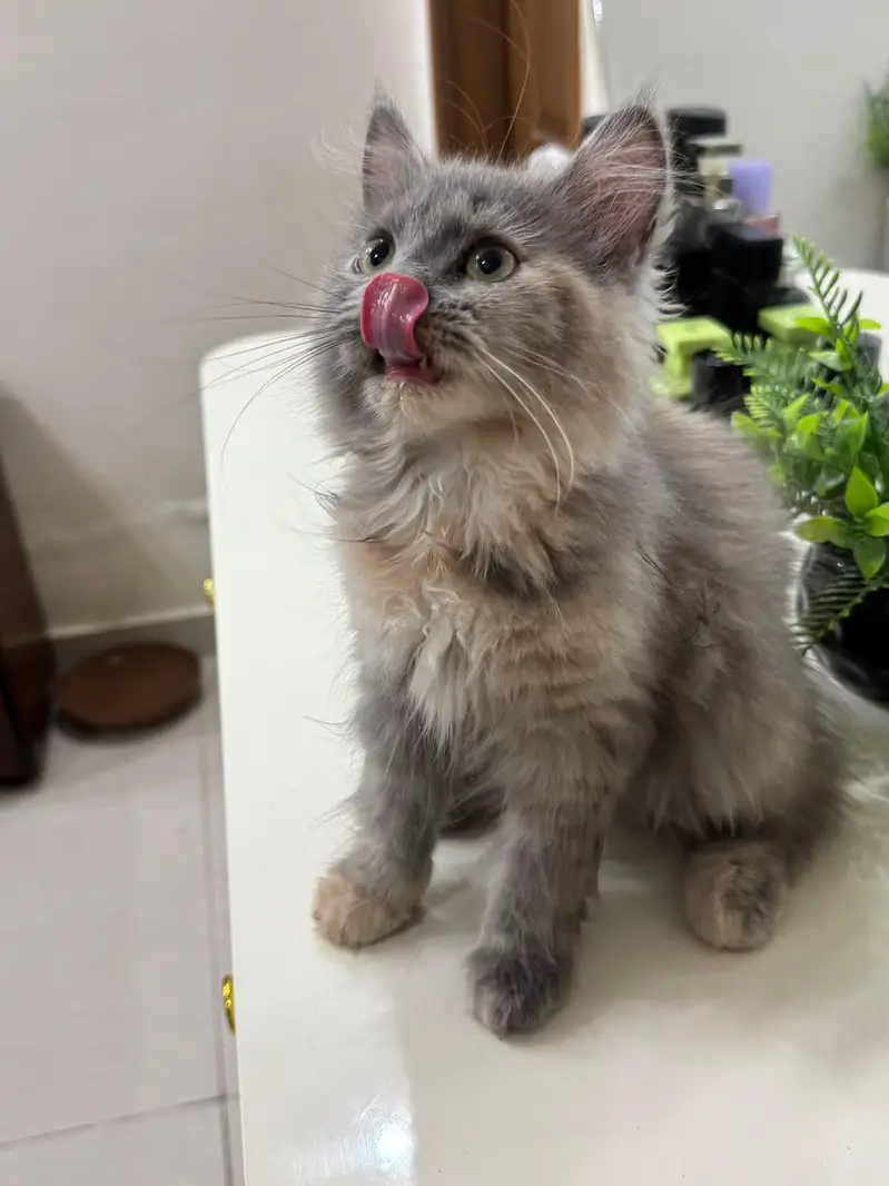 Persian doll face kittens (females) — photo 8