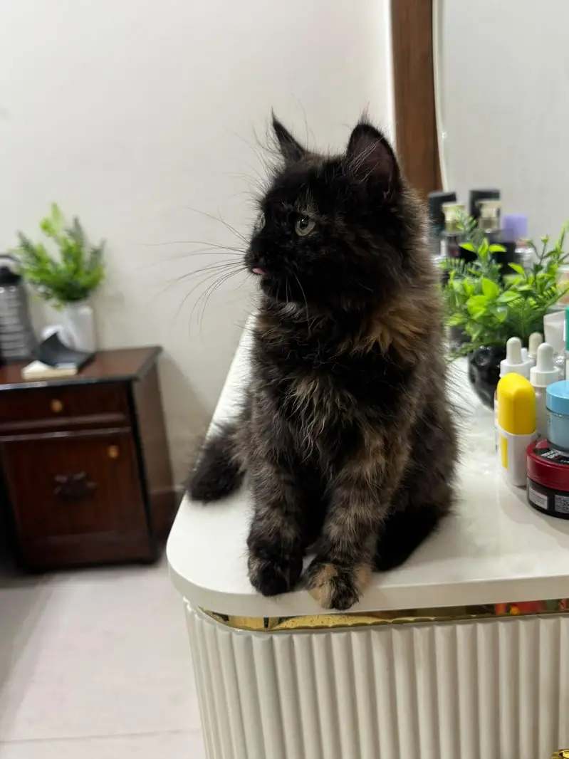 Persian doll face kittens (females) — photo 9