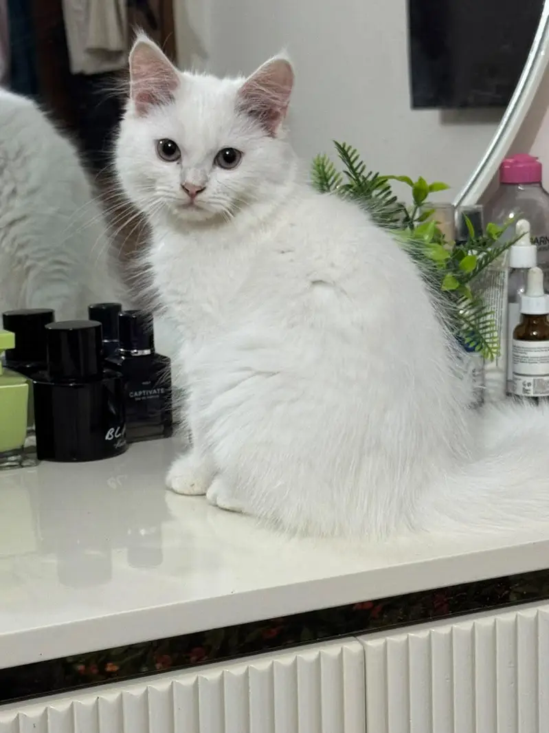 Persian doll face kittens (females) — photo 10