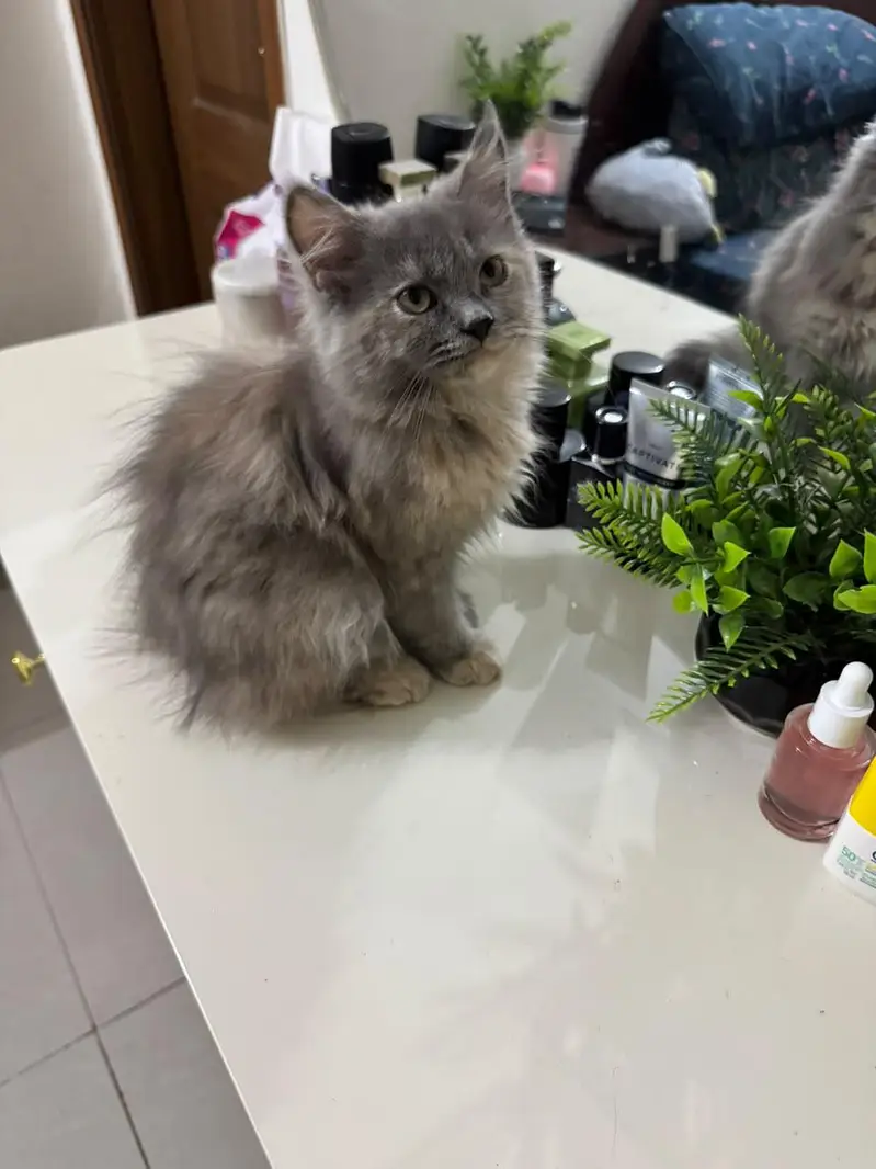 Persian doll face kittens (females) — photo 11