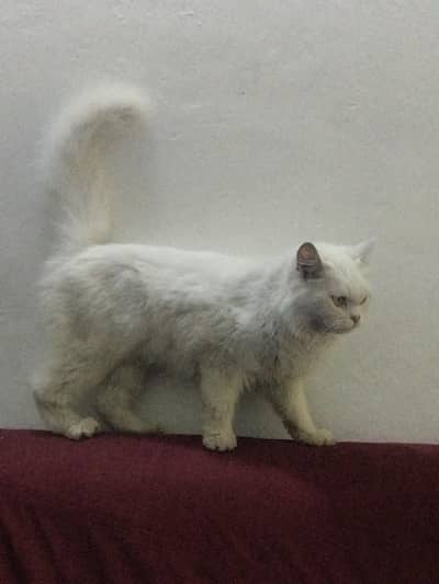 white parsion cat