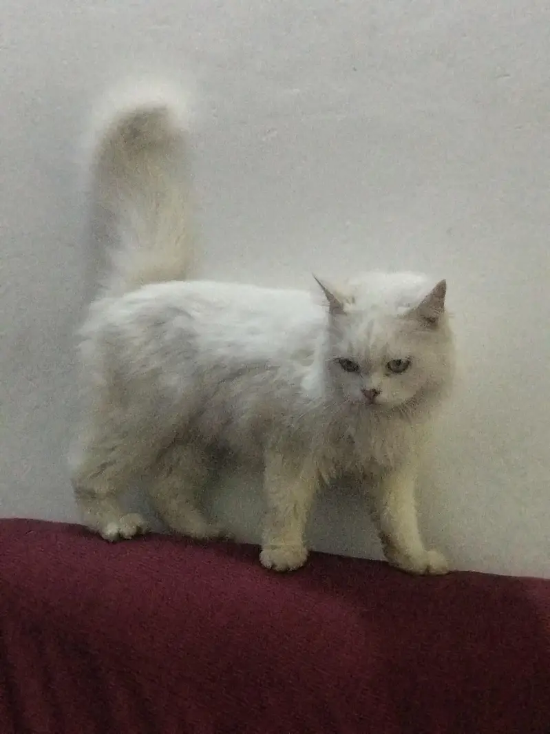 white parsion cat — photo 3