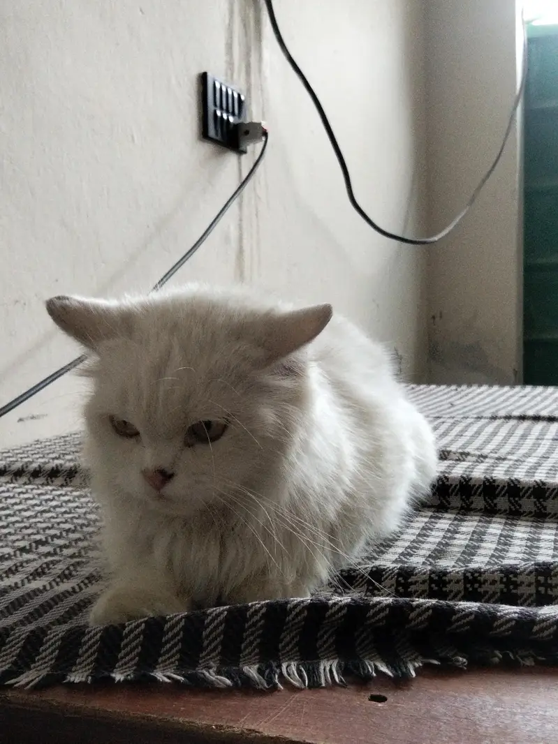 white parsion cat — photo 4