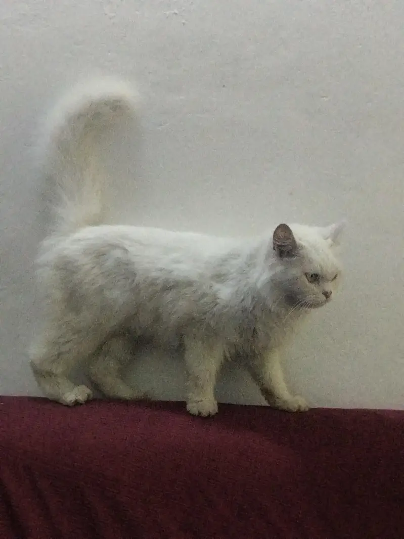 white parsion cat — photo 6