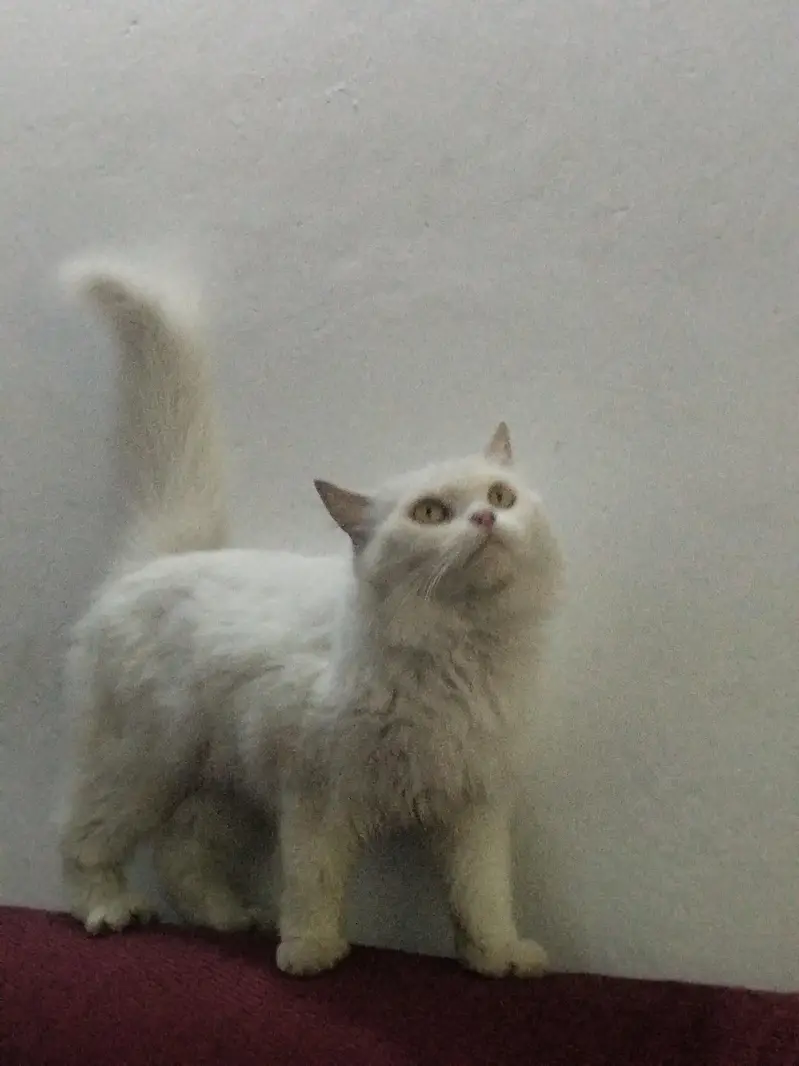 white parsion cat — photo 8