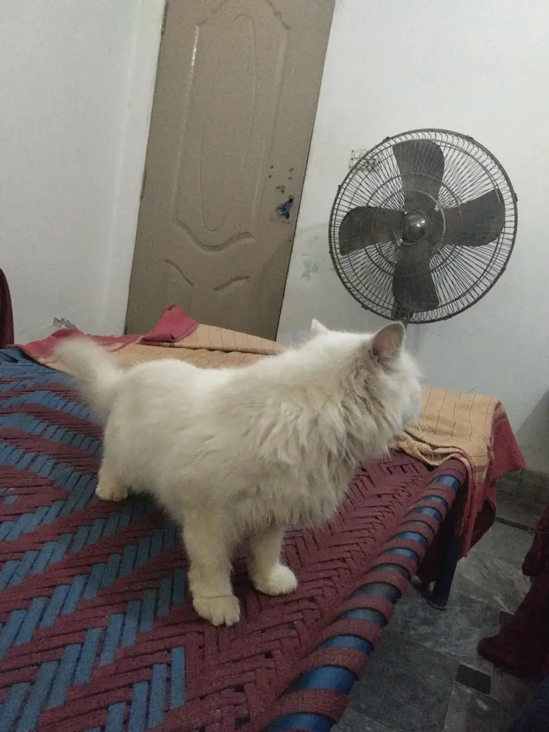 white parsion cat — photo 10