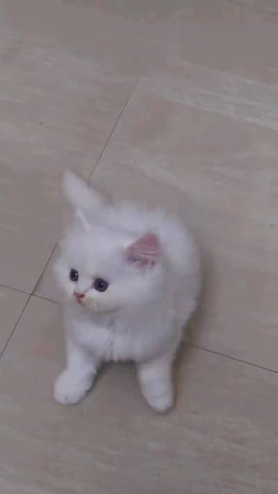 Quality Persian panch face cat and kitten WhatsAp 03401430037