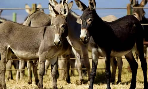 Donkey