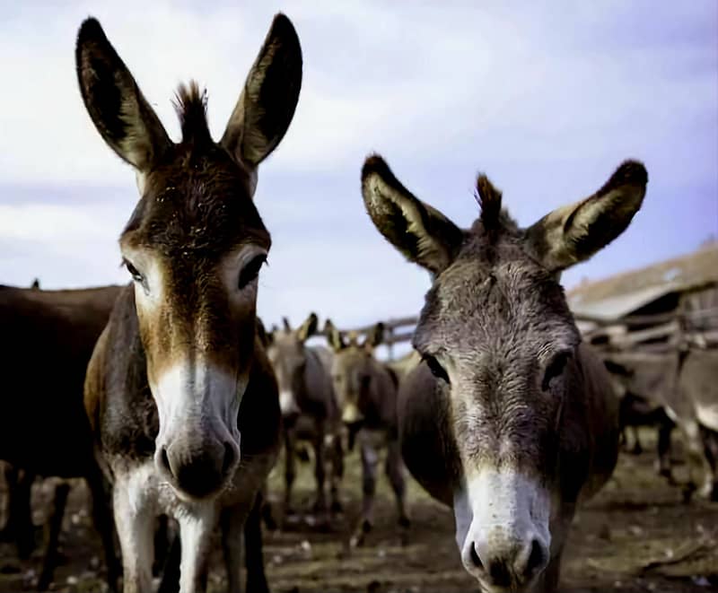 Donkey 1