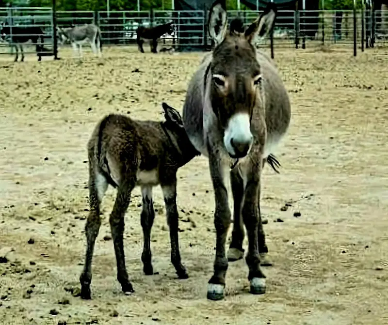 Donkey — photo 3