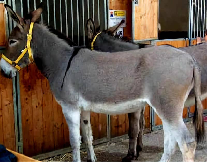 Donkey 3