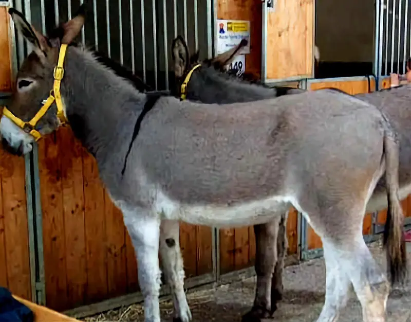 Donkey — photo 4