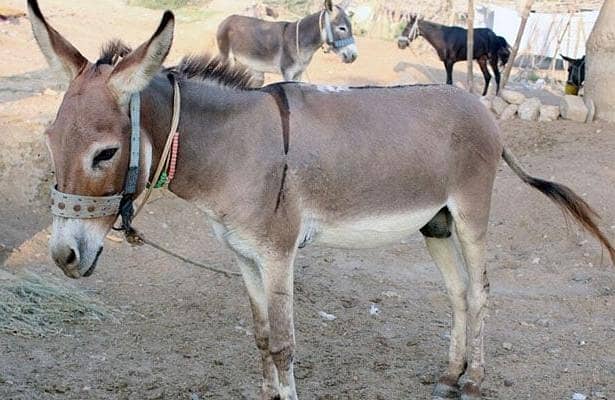 Donkey 4