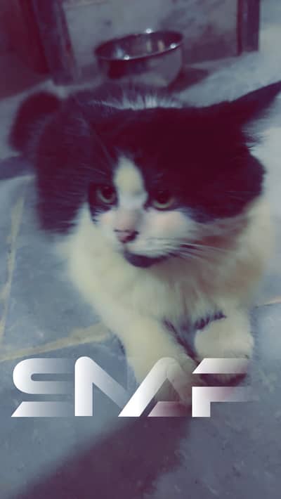Persian cat male female double coat