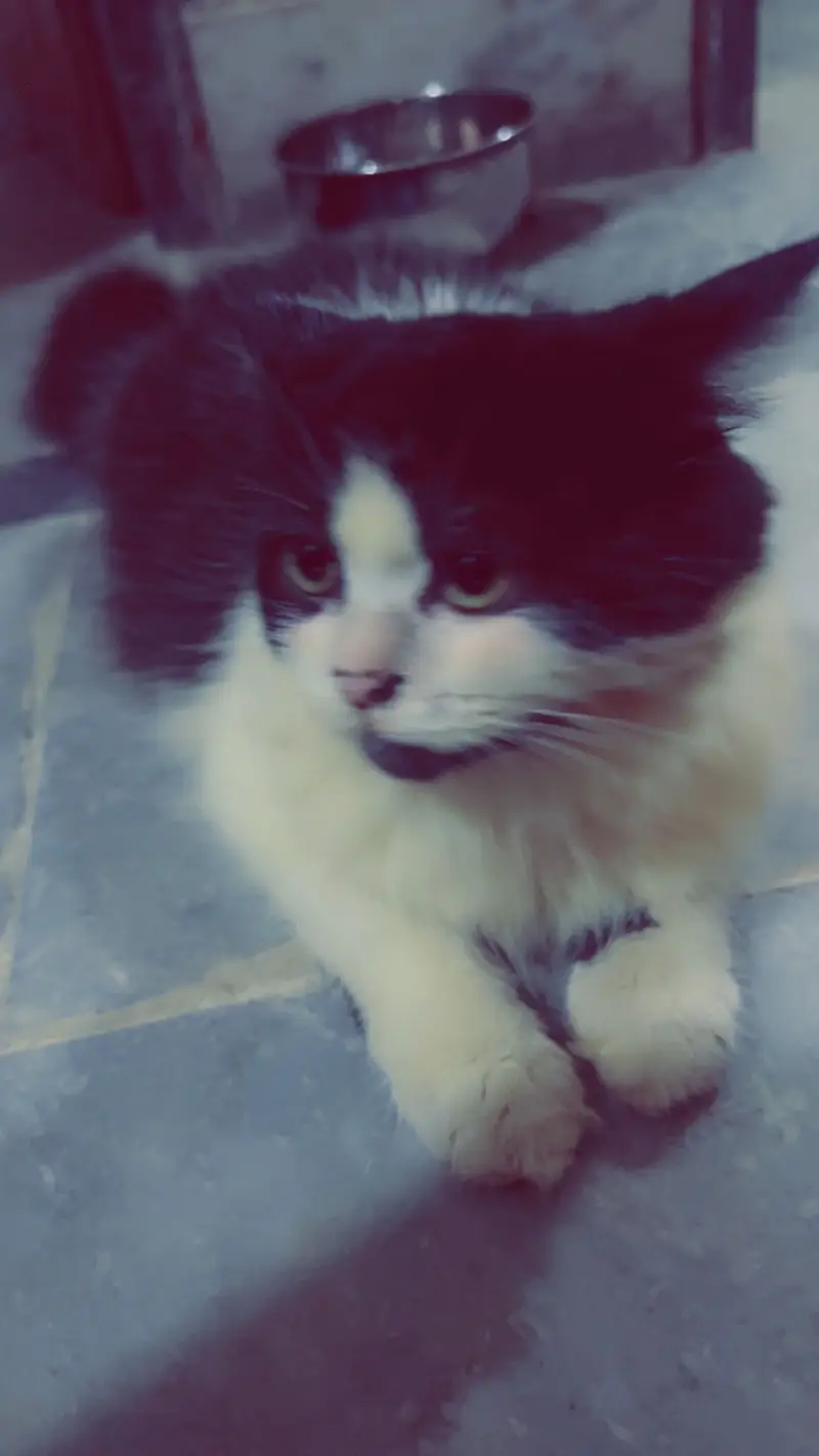 Persian cat male female double coat — photo 2