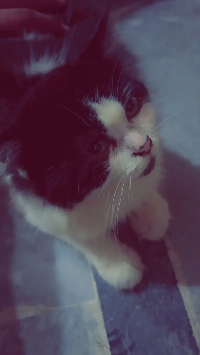Persian cat male female double coat — photo 4