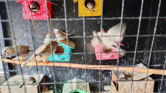 zebra finches and white finches