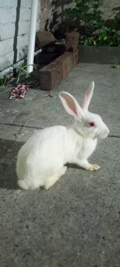 Rabbits for Sale
