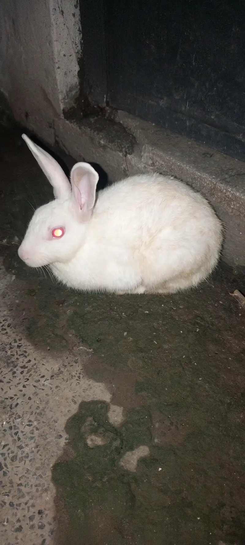 Rabbits for Sale — photo 2