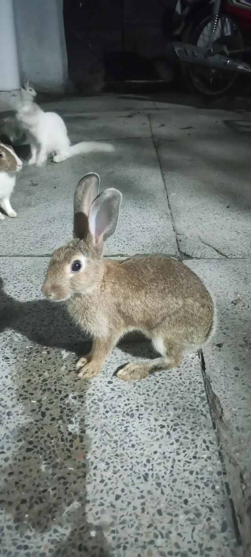 Rabbits for Sale — photo 3