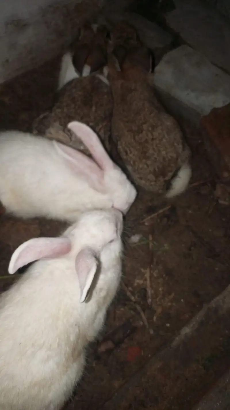 Rabbits for Sale — photo 4