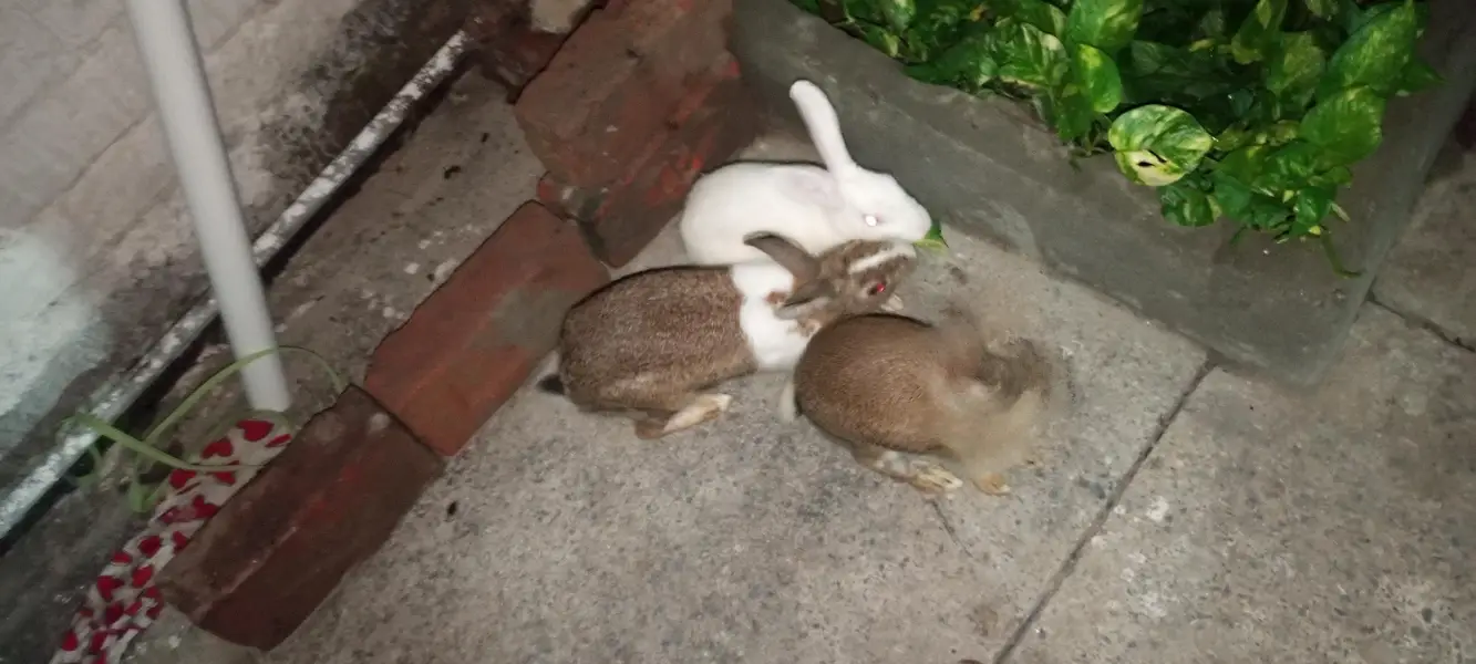 Rabbits for Sale — photo 5