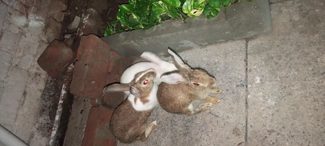 Rabbits for Sale — photo 6