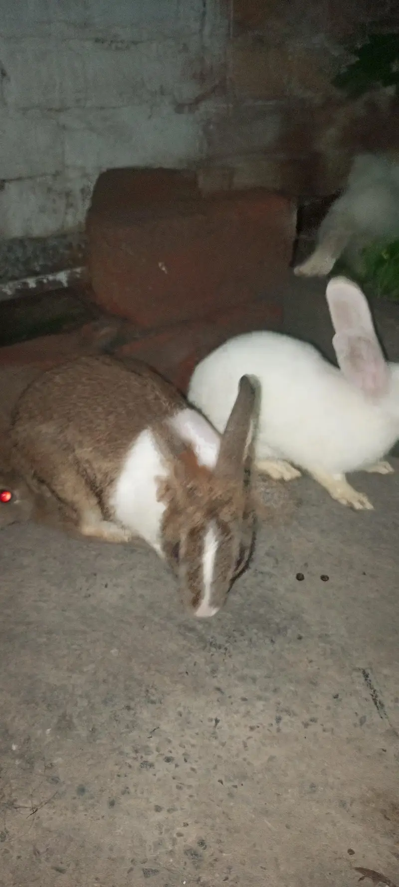Rabbits for Sale — photo 7