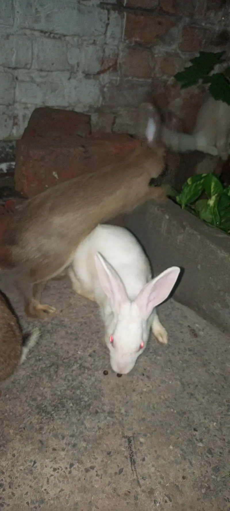 Rabbits for Sale — photo 8
