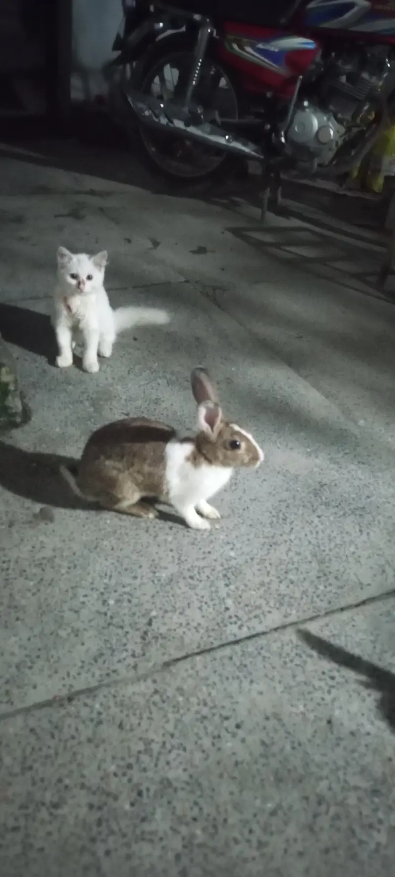 Rabbits for Sale — photo 9