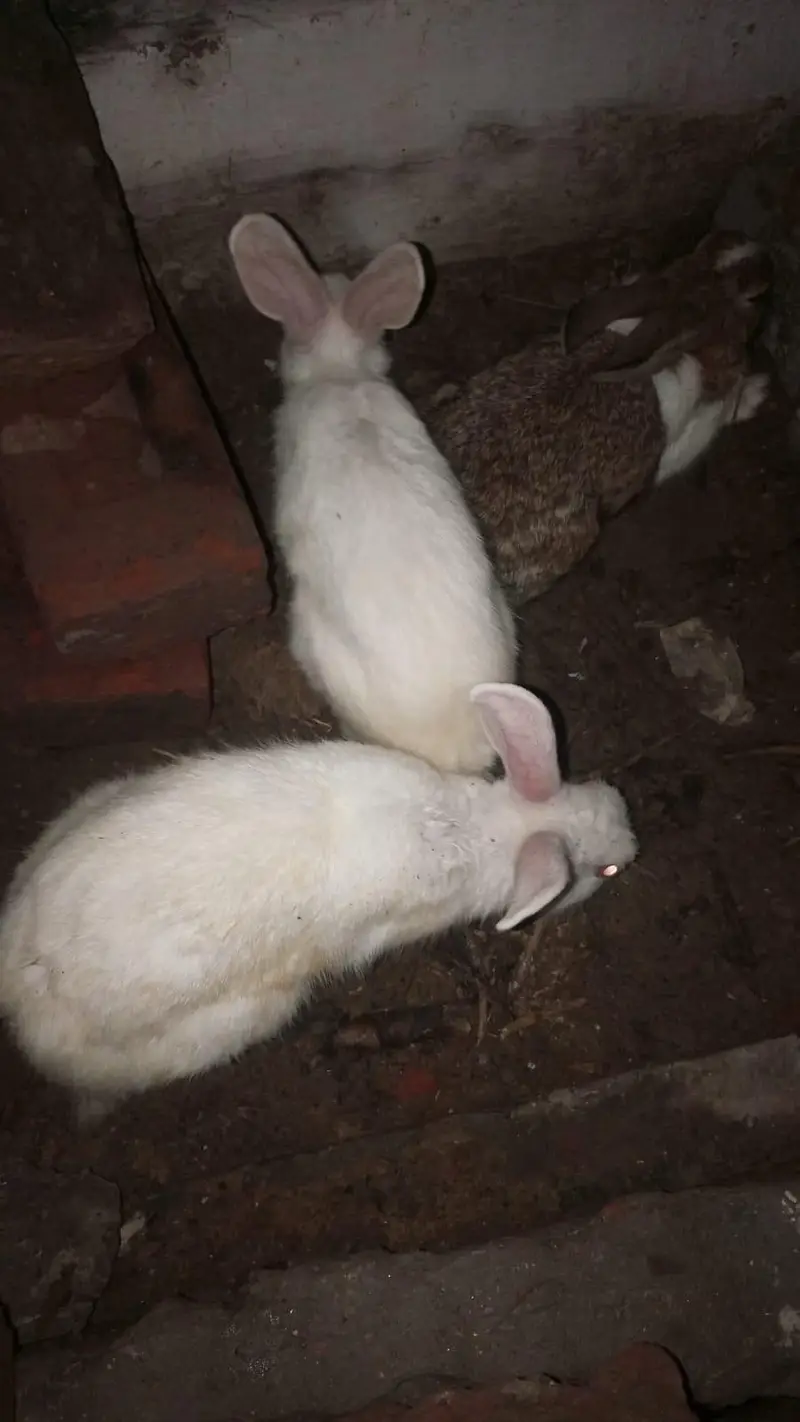 Rabbits for Sale — photo 10