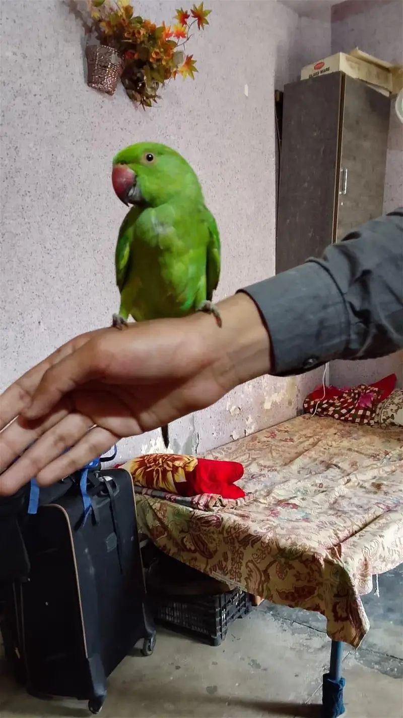 very beautiful parrot — photo 2