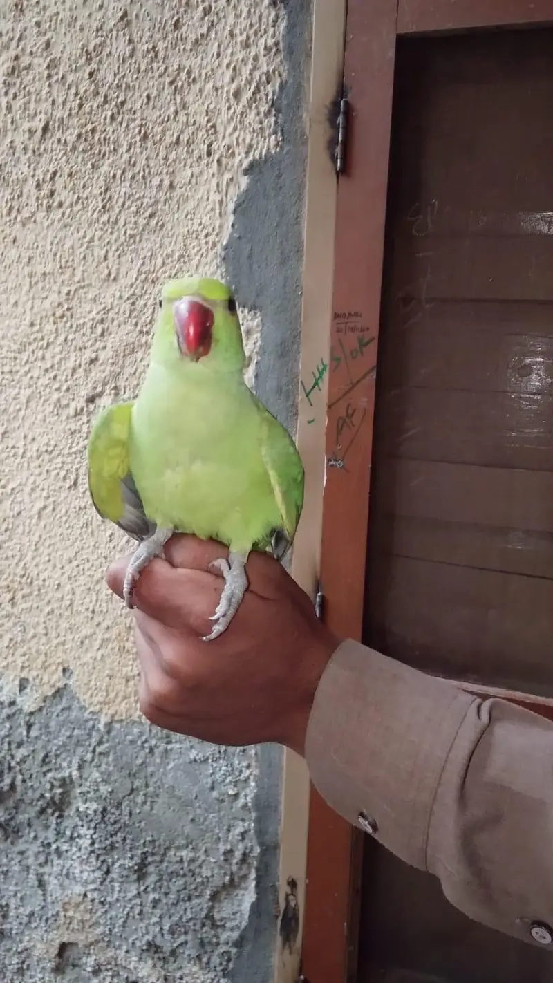 very beautiful parrot — photo 3