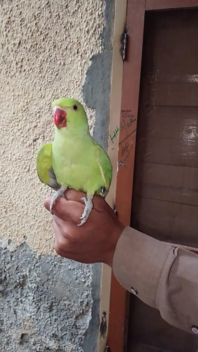 very beautiful parrot — photo 4