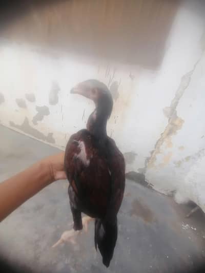 اصیل میانوالی چوزے