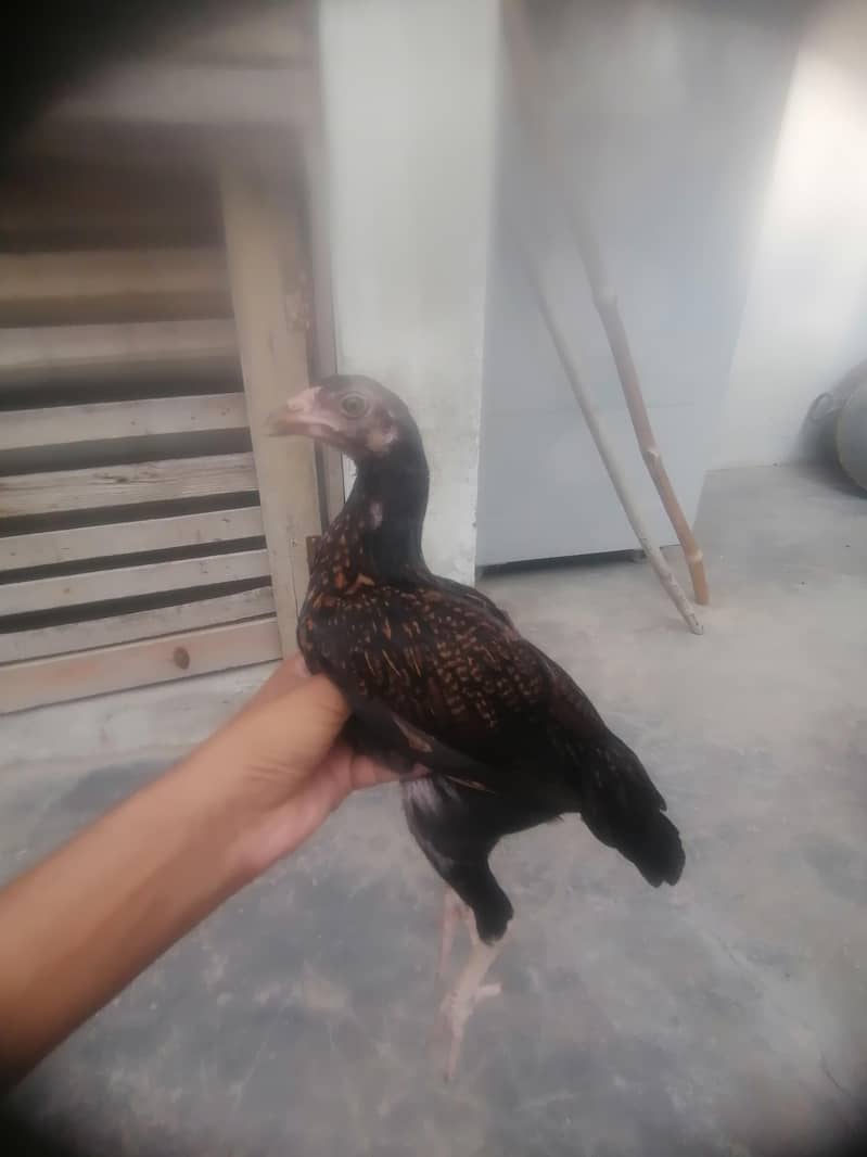 اصیل میانوالی چوزے 1