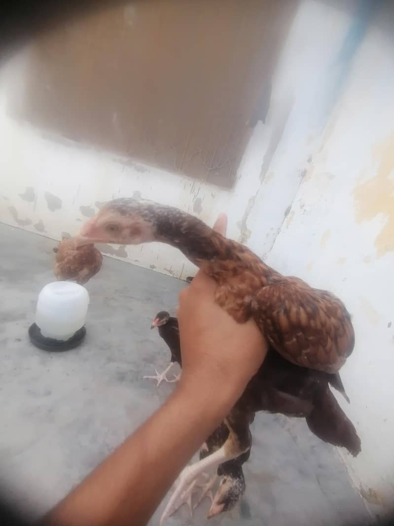 اصیل میانوالی چوزے 2