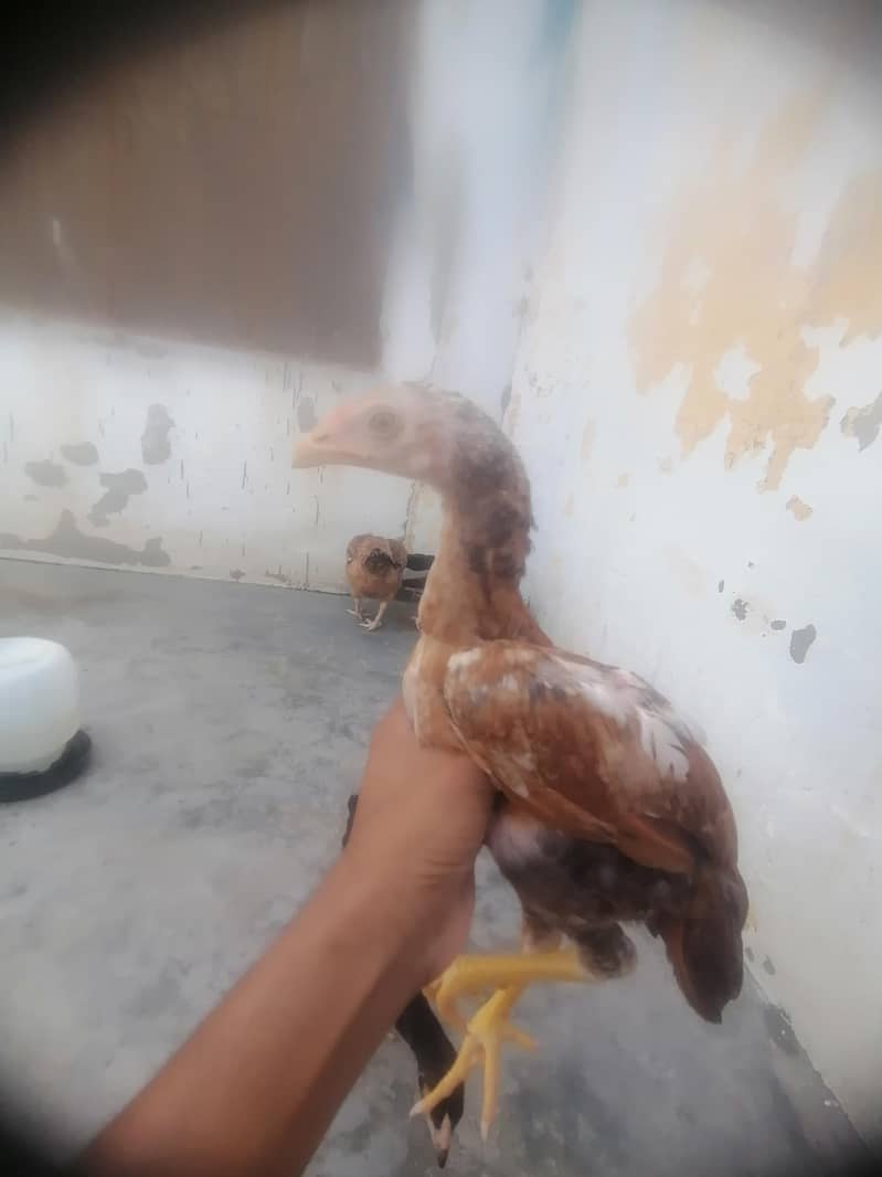 اصیل میانوالی چوزے 3