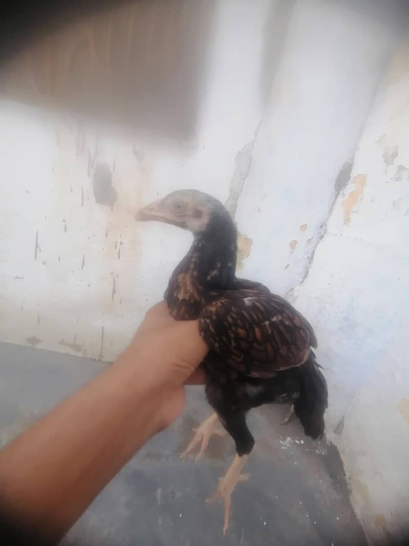 اصیل میانوالی چوزے 4