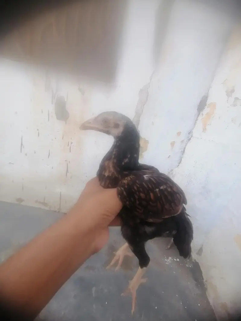 اصیل میانوالی چوزے — photo 5