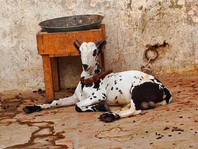 Kacha Kheera