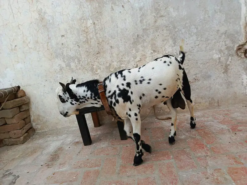 Kacha Kheera — photo 2