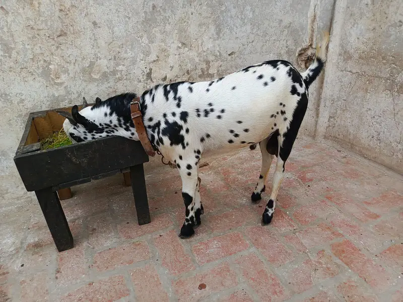 Kacha Kheera — photo 4