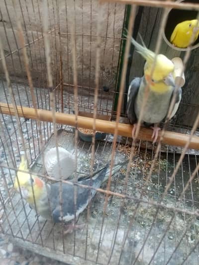 for sale