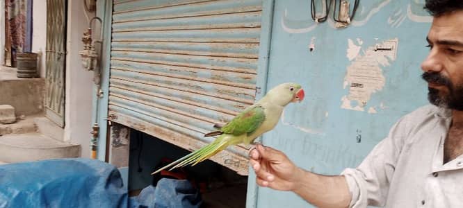 raw parrot