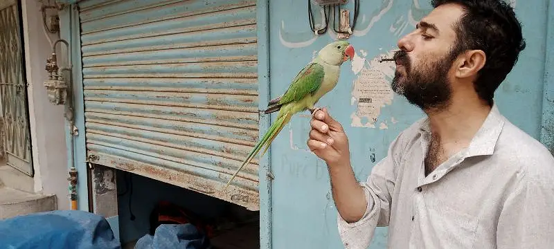 raw parrot — photo 2