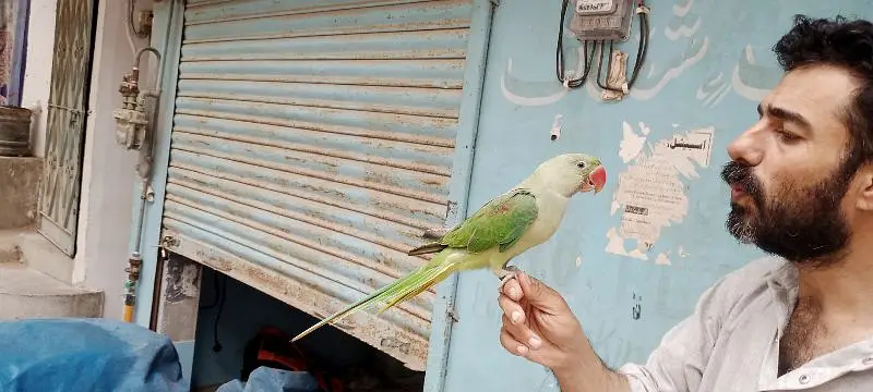 raw parrot — photo 3