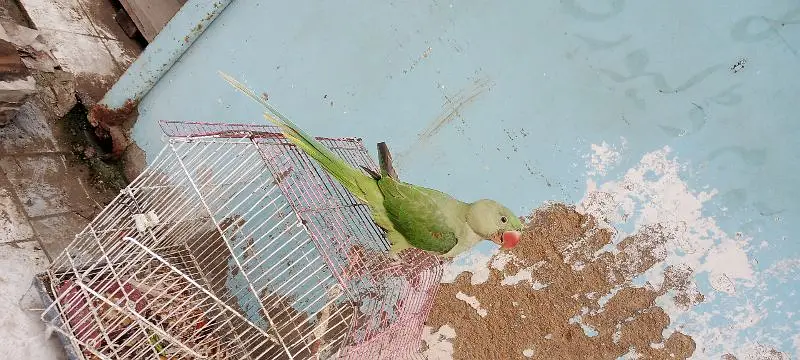 raw parrot — photo 4