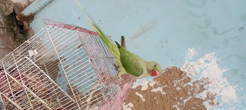 raw parrot — photo 5