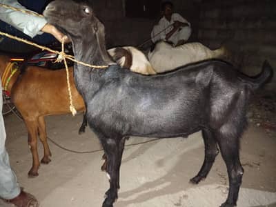 Betal Bakry